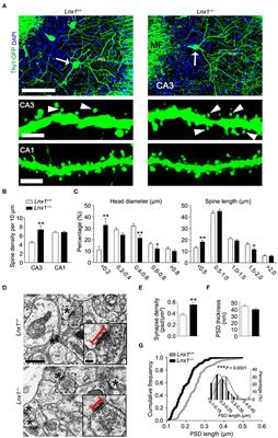 Scaffold Protein Lnx1 Stabilizes EphB Receptor Kinases for Synaptogenesis